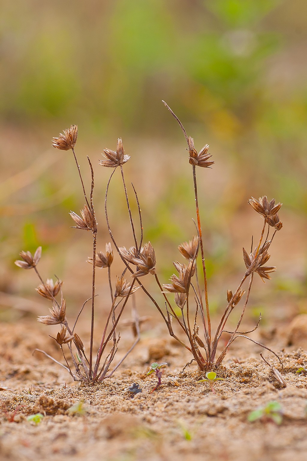 Juncus pygmaeus (door Bert Blok)