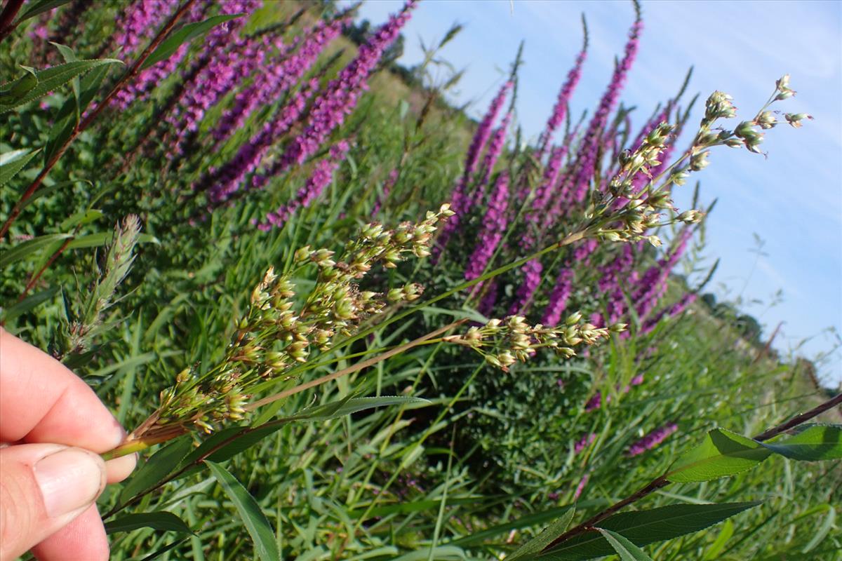 Juncus rigidus (door Sipke Gonggrijp)