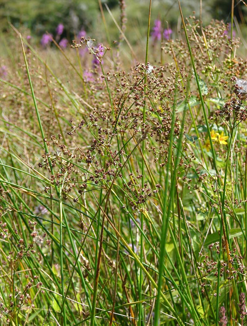 Juncus subnodulosus (door Adrie van Heerden)