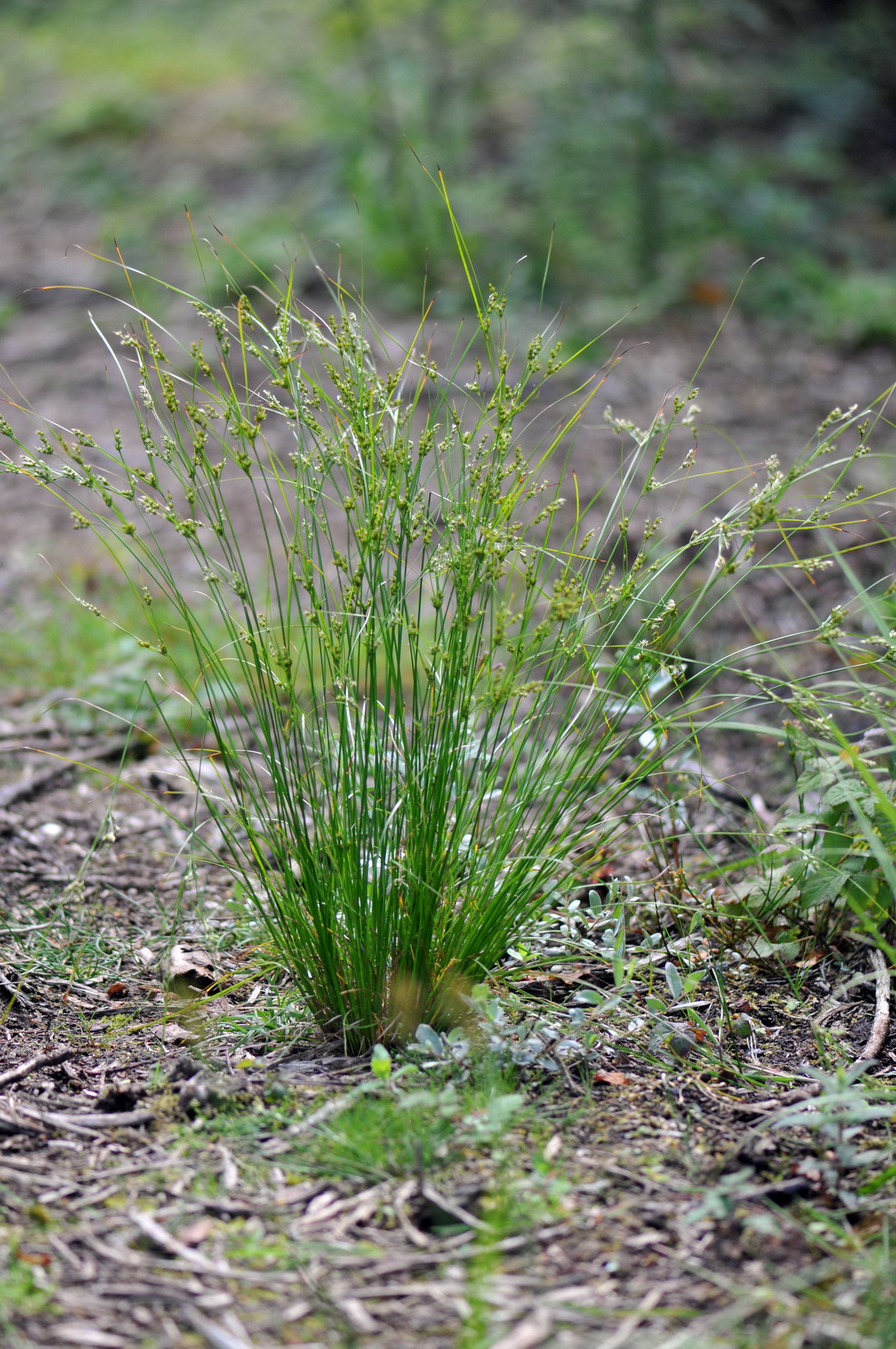 Juncus tenuis (door Hans Toetenel)