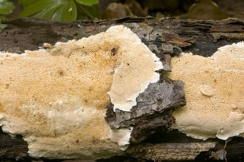 Junghuhnia nitida (door Nico Dam)