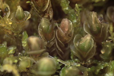 Jungermannia gracillima (door Klaas van der Veen)