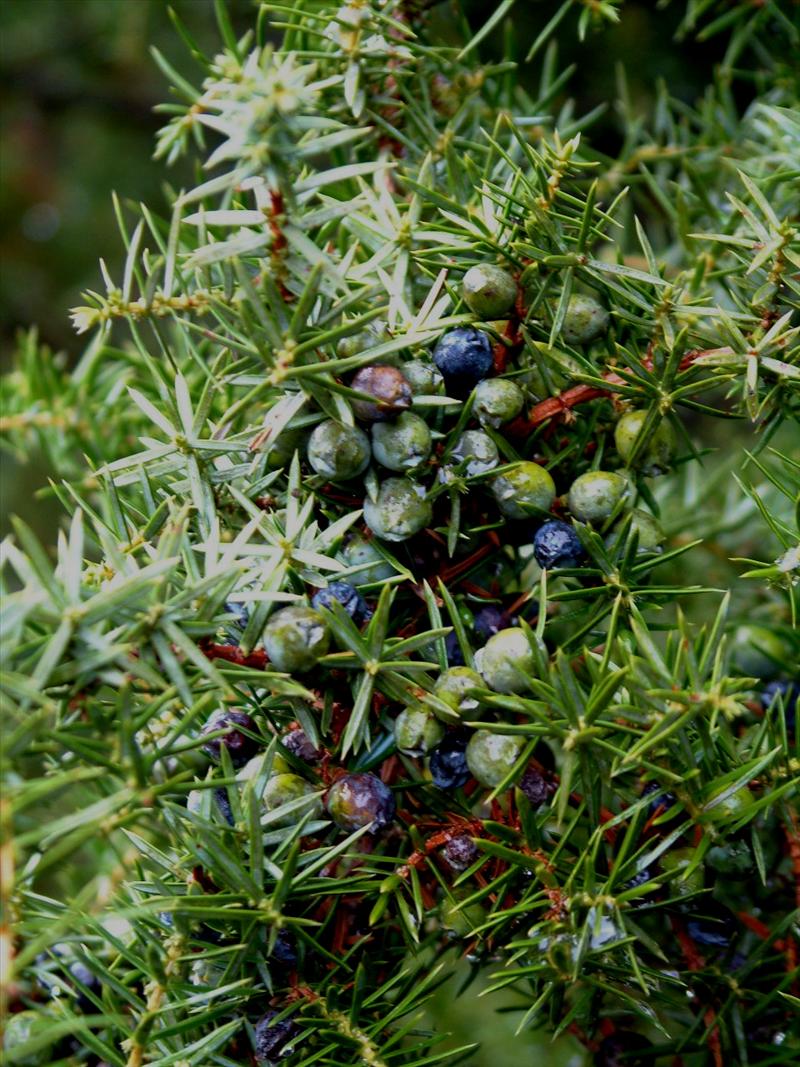 Juniperus communis (door Adrie van Heerden)