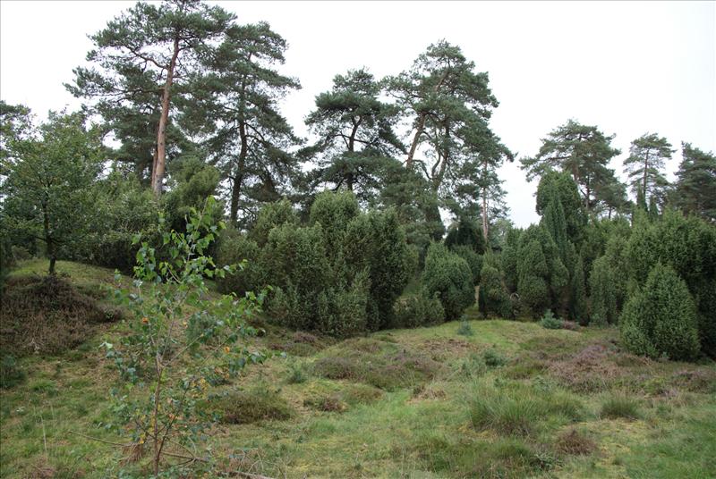 Juniperus communis (door Adrie van Heerden)