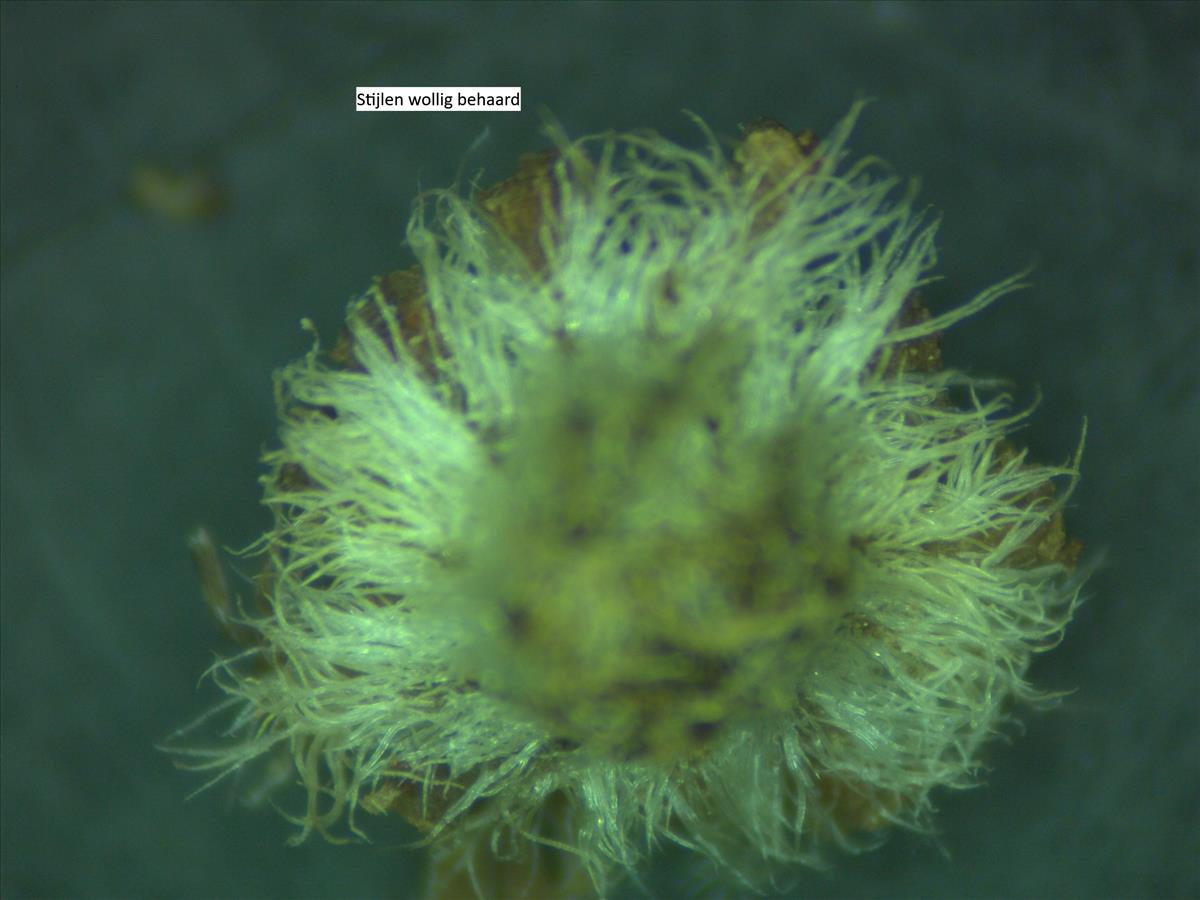 Rosa rubiginosa (door Jan Klinckenberg)