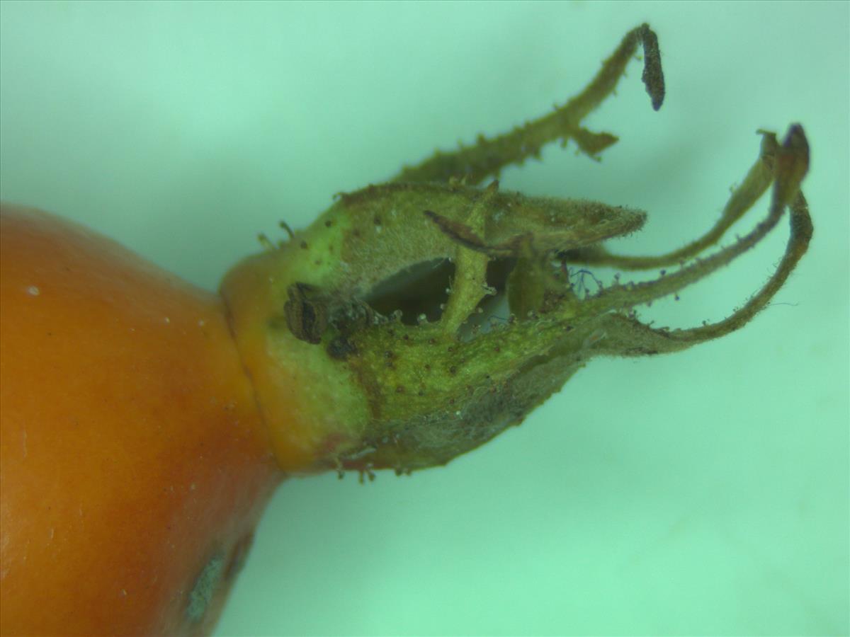 Rosa rubiginosa (door Jan Klinckenberg)