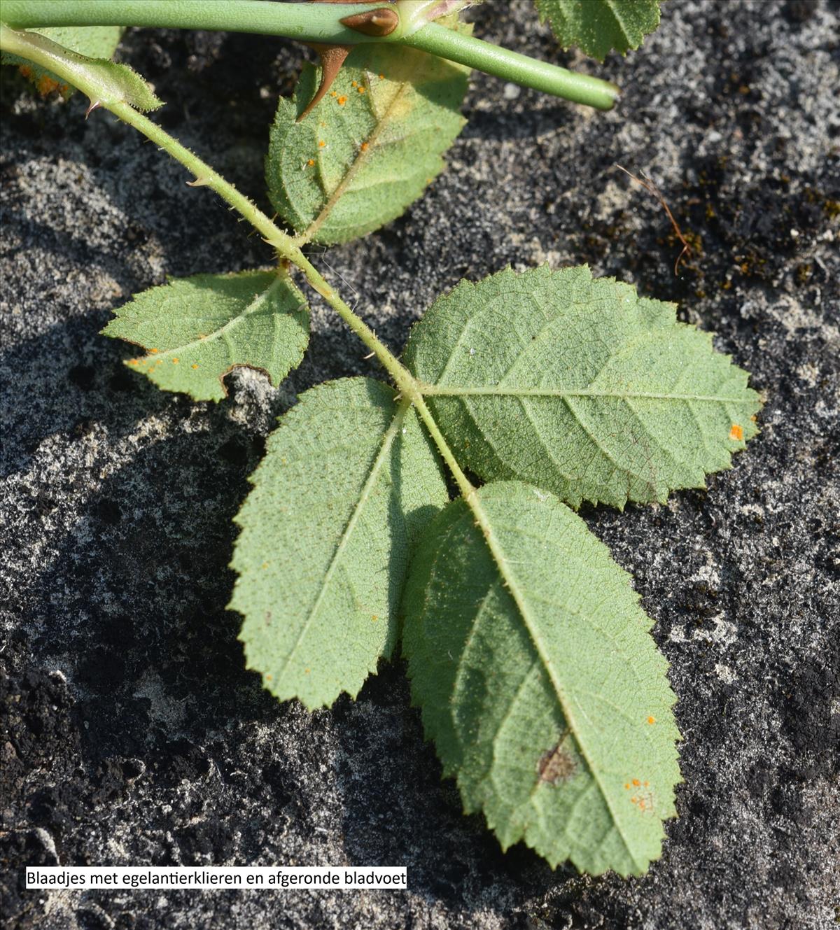 Rosa rubiginosa (door Jan Klinckenberg)
