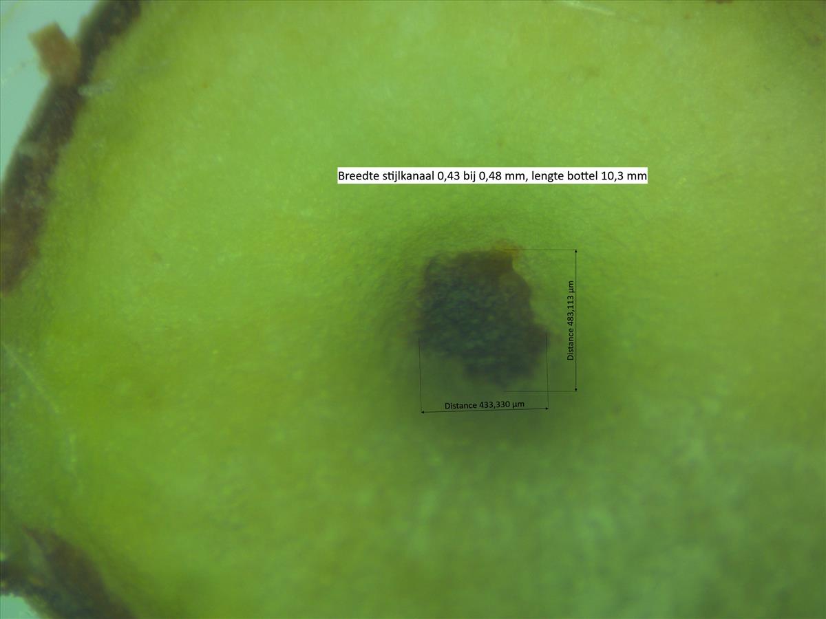 Rosa x bishopii (door Jan Klinckenberg)