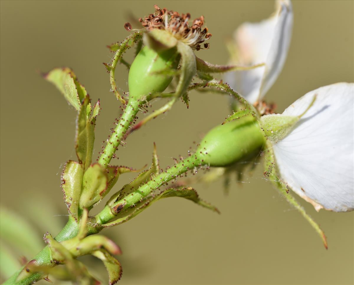 Rosa x bishopii (door Jan Klinckenberg)