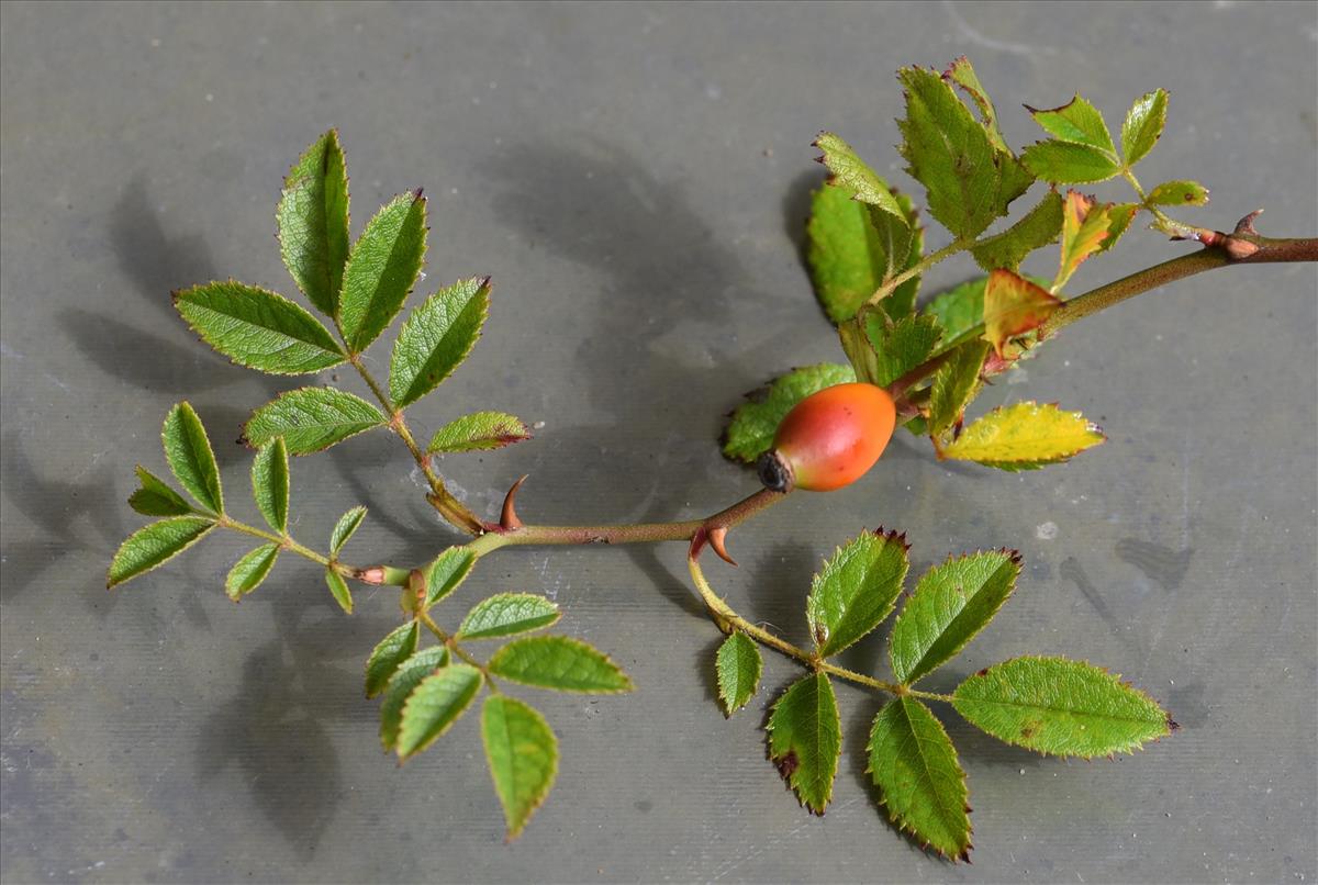 Rosa agrestis (door Jan Klinckenberg)