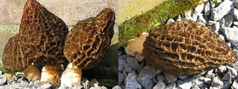 Morchella elata (door Lucien Noens)