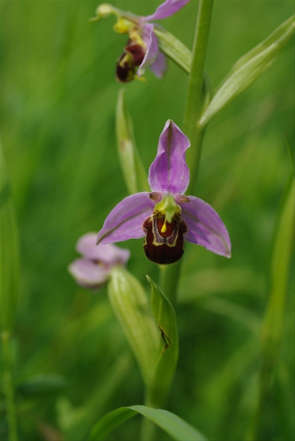 Ophrys apifera (door Pieter van Rijswijk)