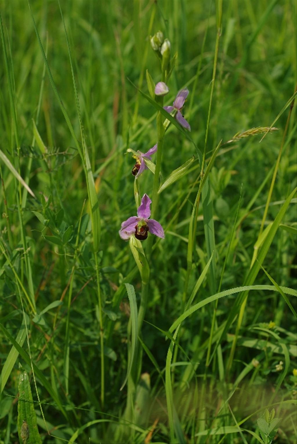 Ophrys apifera (door Pieter van Rijswijk)