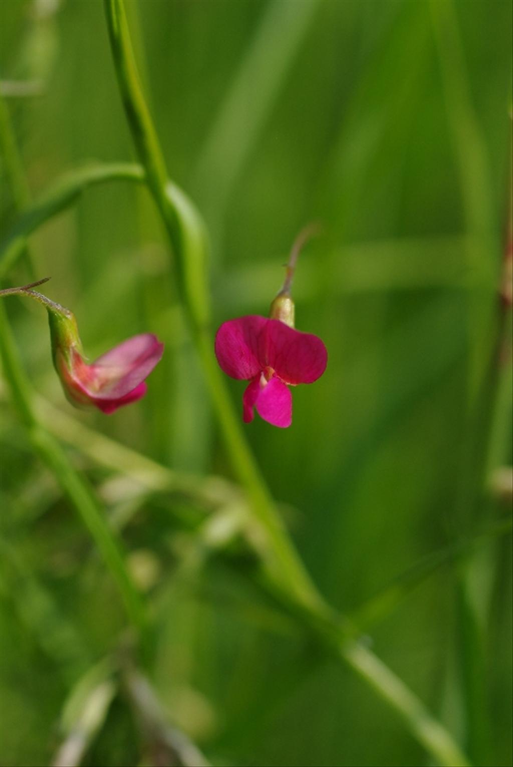 Lathyrus nissolia (door Pieter van Rijswijk)