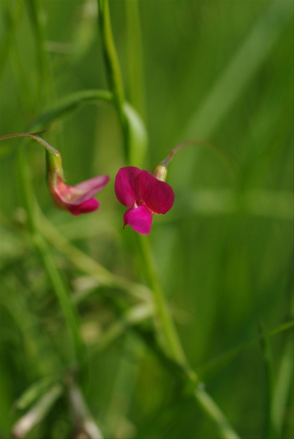 Lathyrus nissolia (door Pieter van Rijswijk)