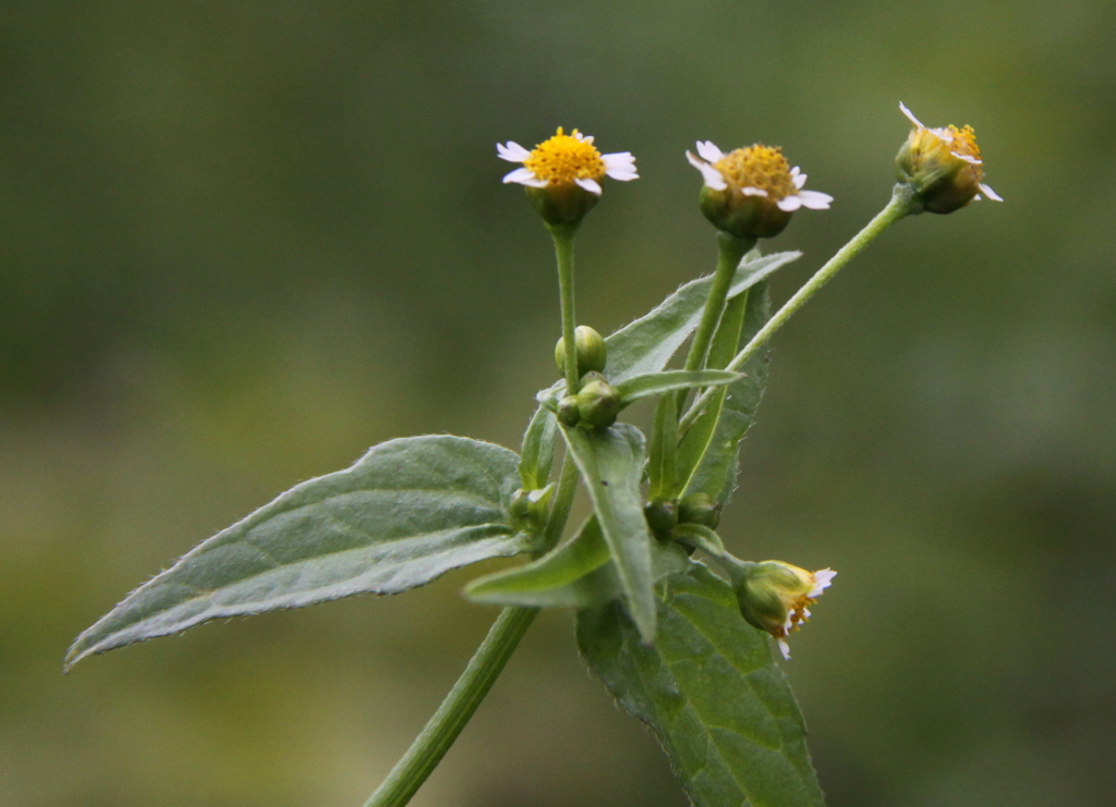 Galinsoga parviflora (door Peter Meininger)