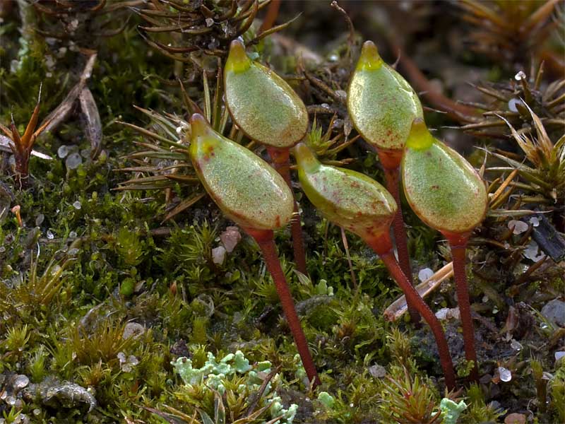 Buxbaumia aphylla (door Bart Horvers)