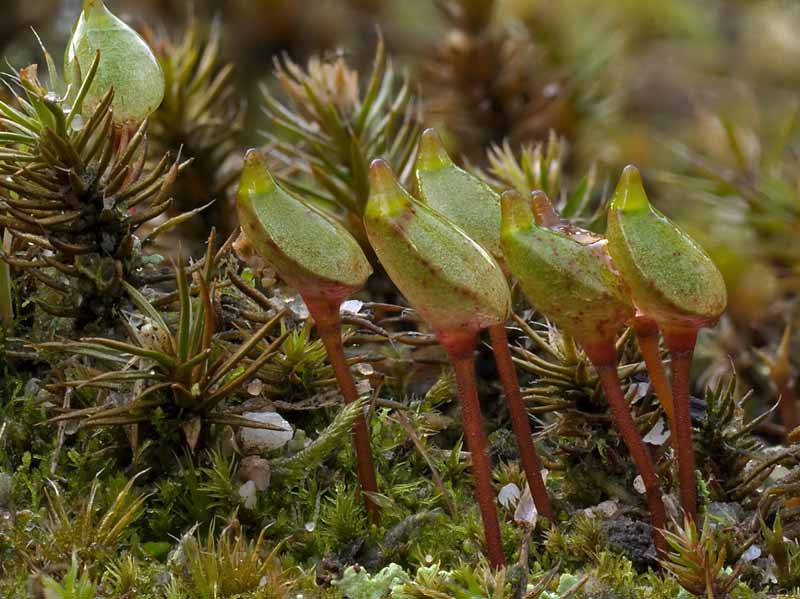 Buxbaumia aphylla (door Bart Horvers)