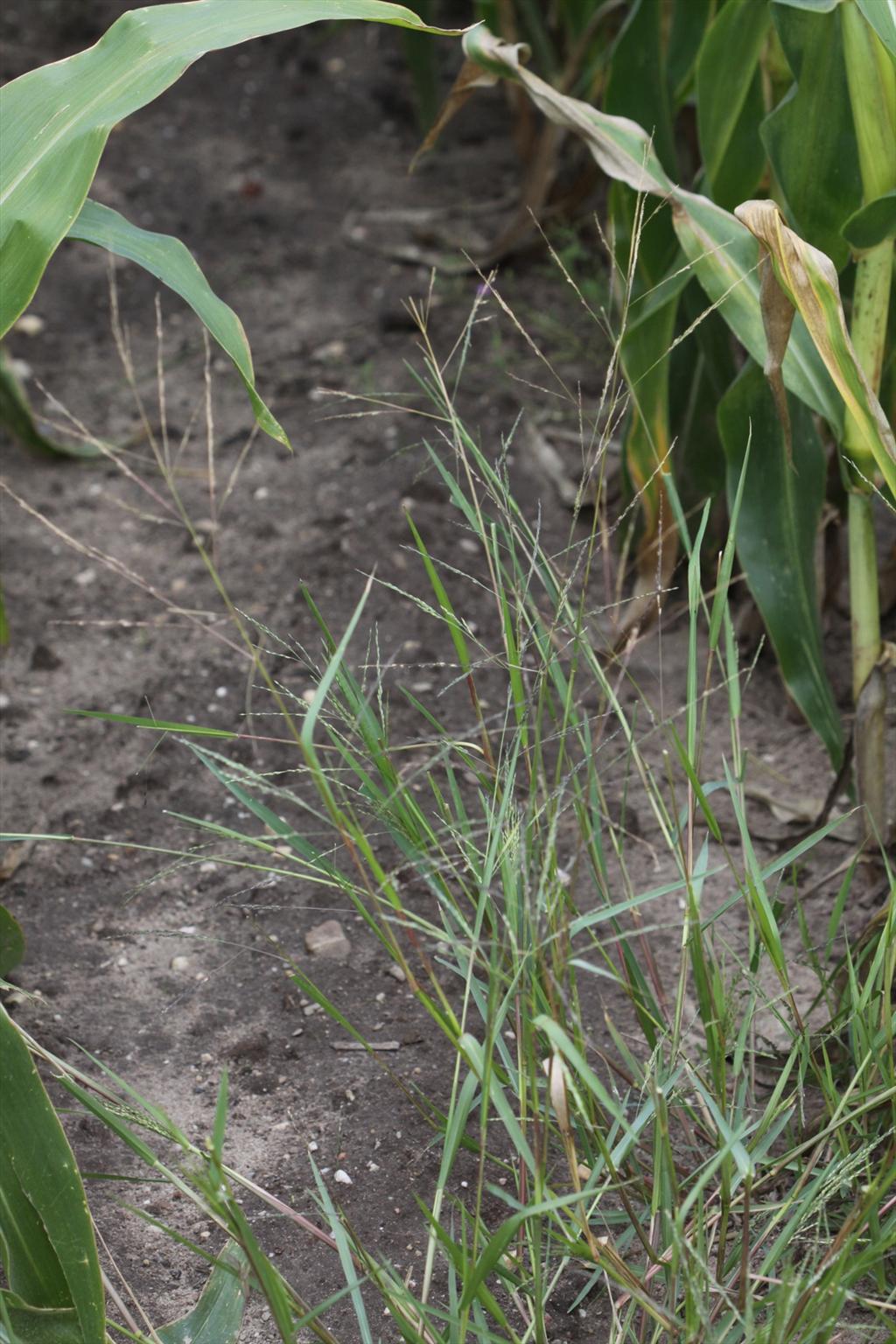 Panicum dichotomiflorum (door Peter Meininger)