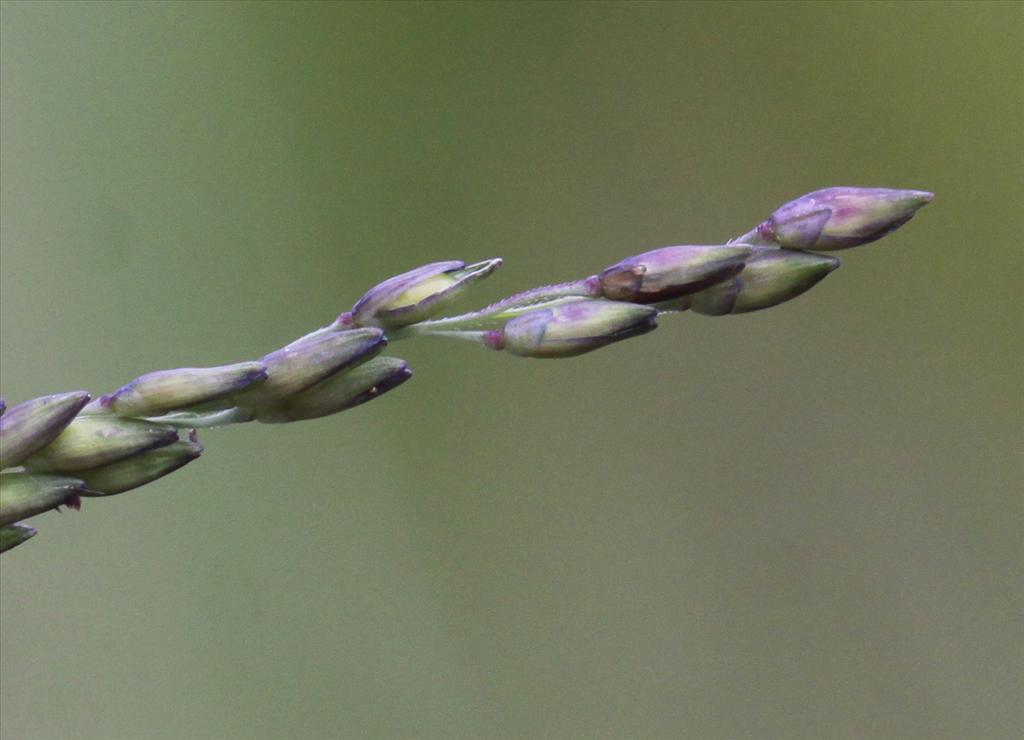 Panicum dichotomiflorum (door Peter Meininger)