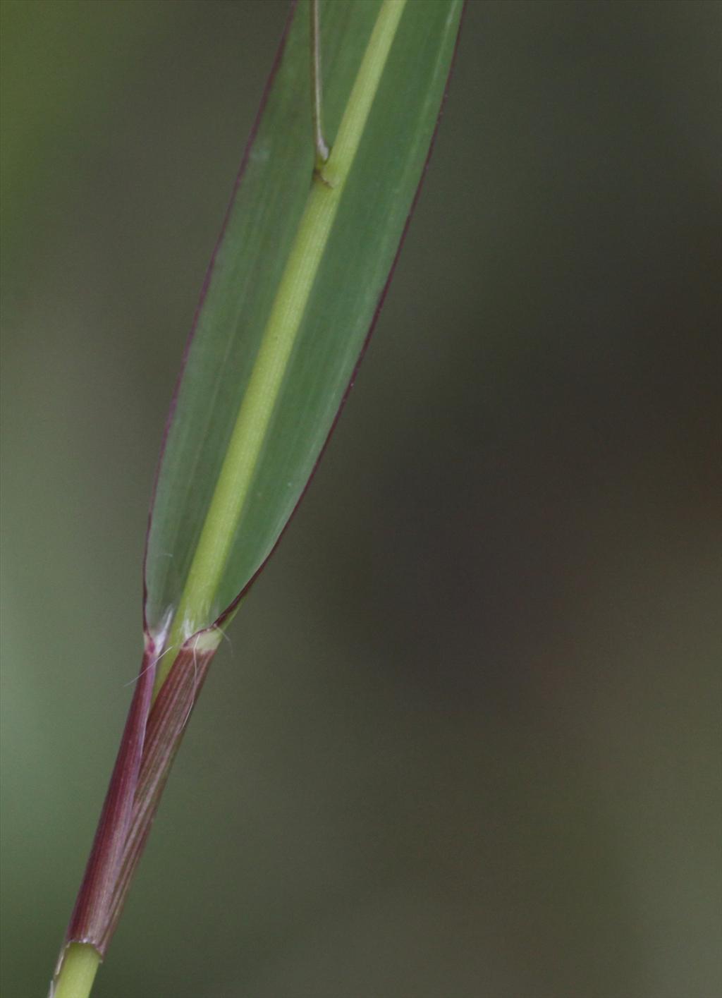 Panicum dichotomiflorum (door Peter Meininger)