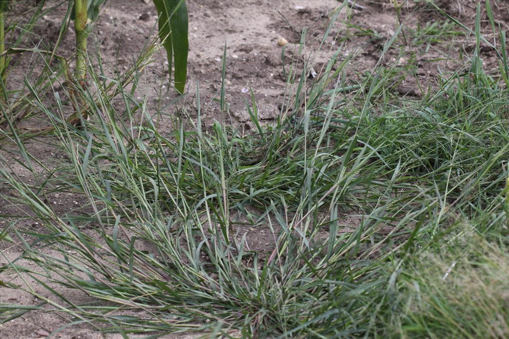 Panicum dichotomiflorum (door Peter Meininger)