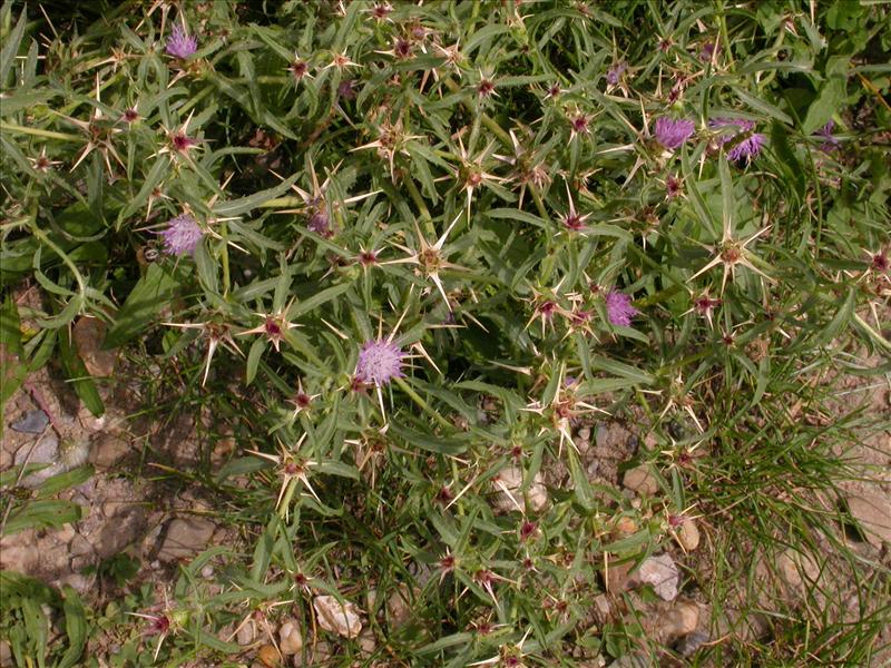 Centaurea calcitrapa (door Peter Meininger)