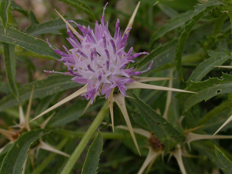 Centaurea calcitrapa (door Peter Meininger)