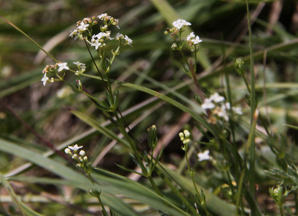 Galium pumilum (door Peter Meininger)