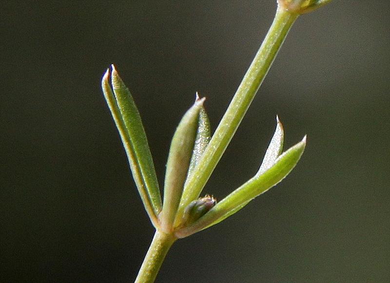 Galium pumilum (door Peter Meininger)