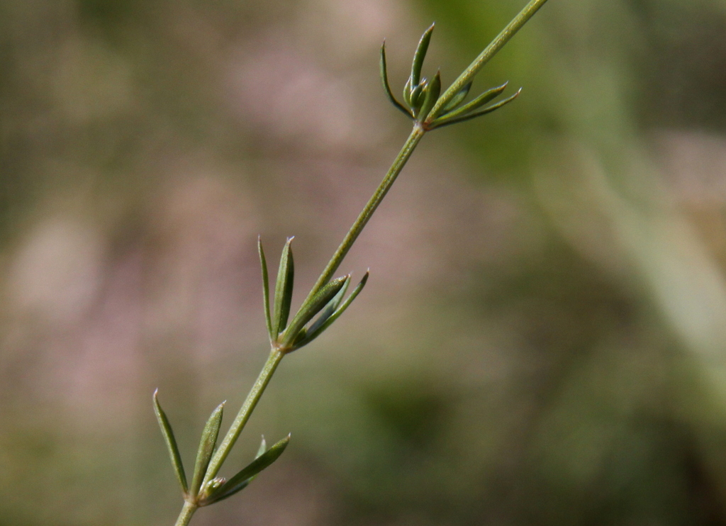 Galium pumilum (door Peter Meininger)