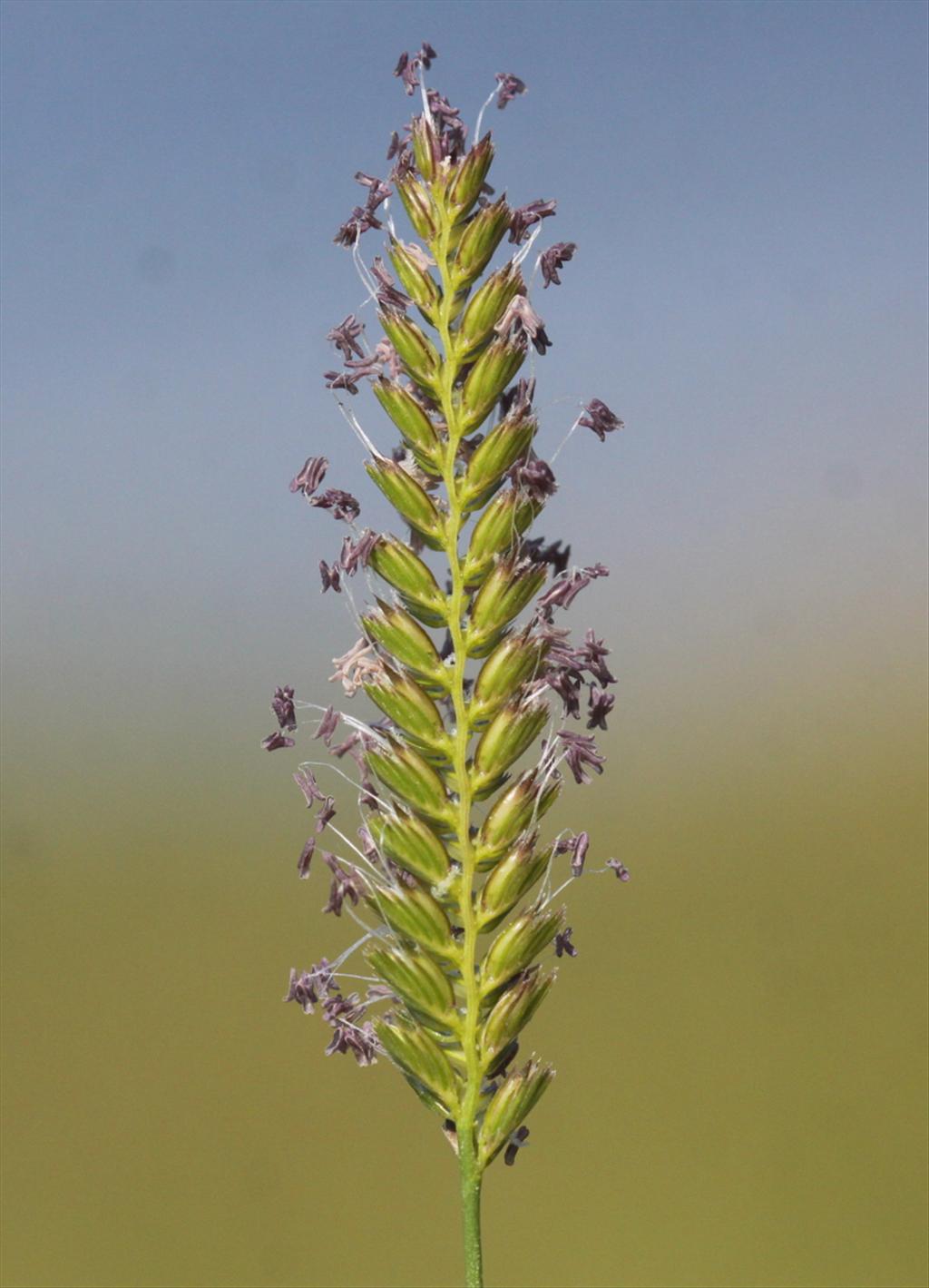 Cynosurus cristatus (door Peter Meininger)