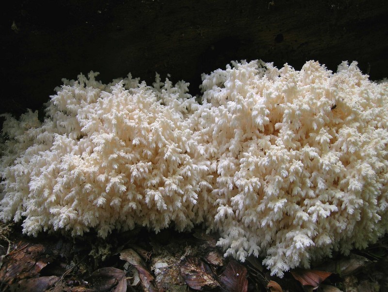 Hericium coralloides (door Mirjam Veerkamp)