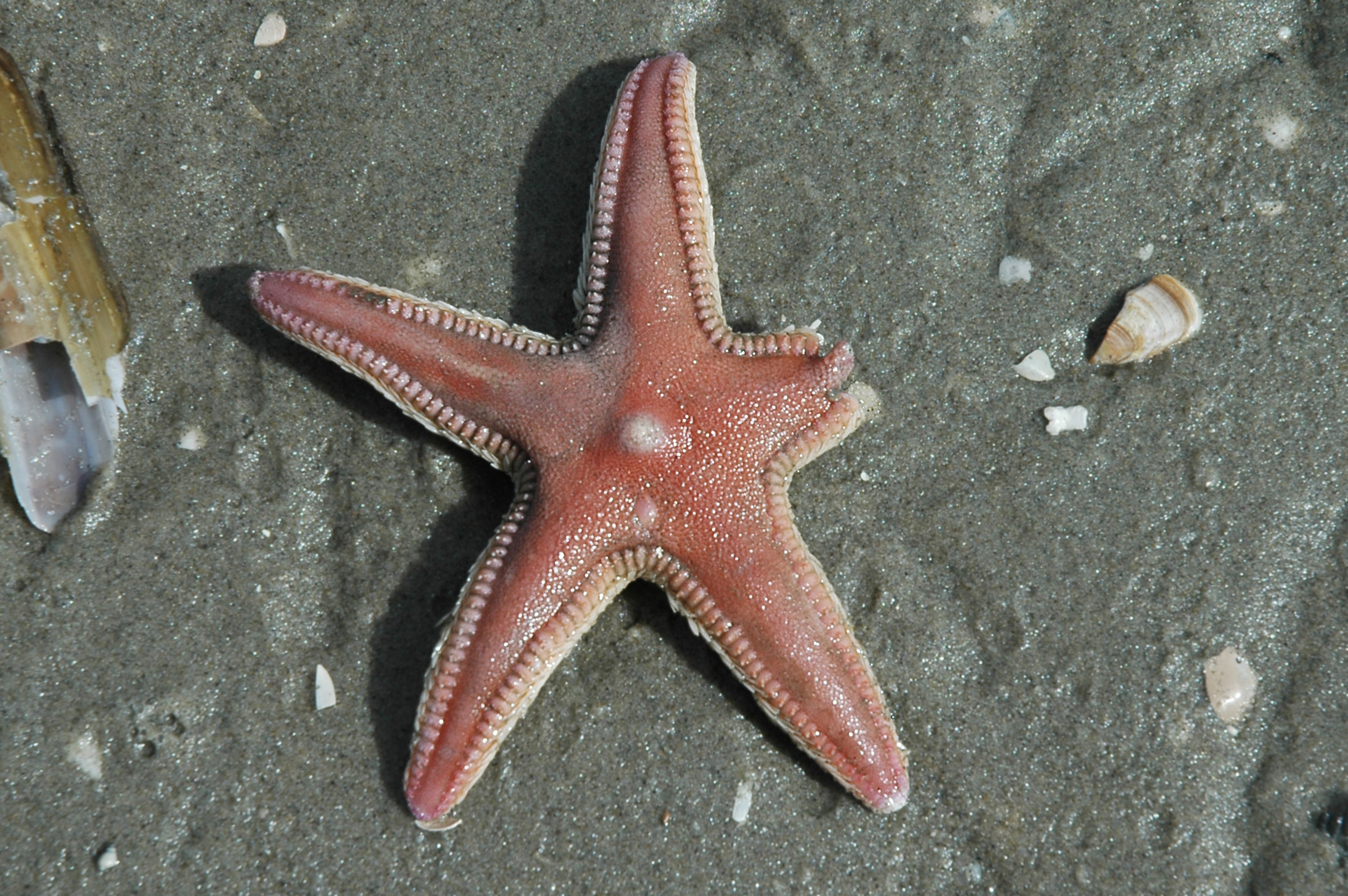 Astropecten irregularis (door Adriaan Gmelig Meyling)