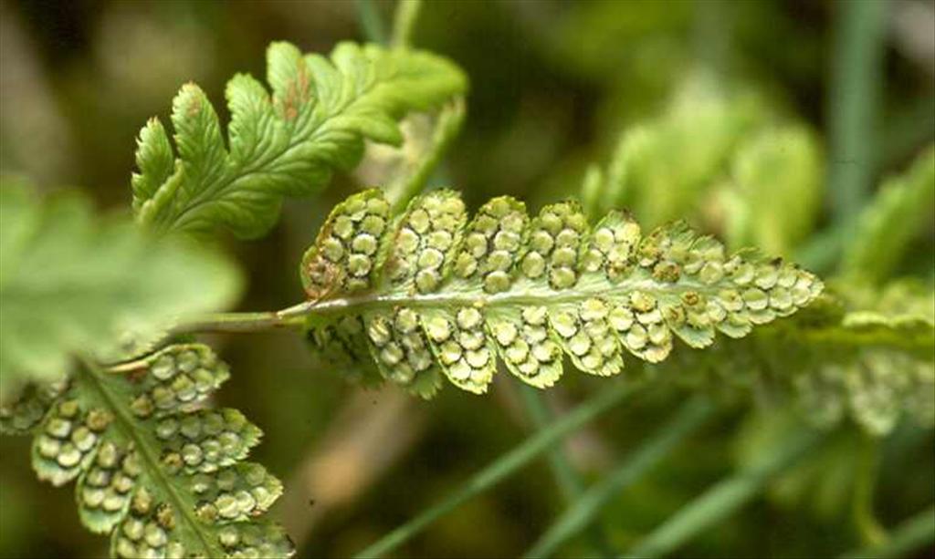 Dryopteris cristata (door Willem Braam)