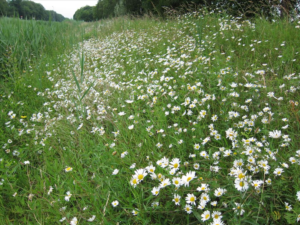 Leucanthemum vulgare (door Piet Bremer )