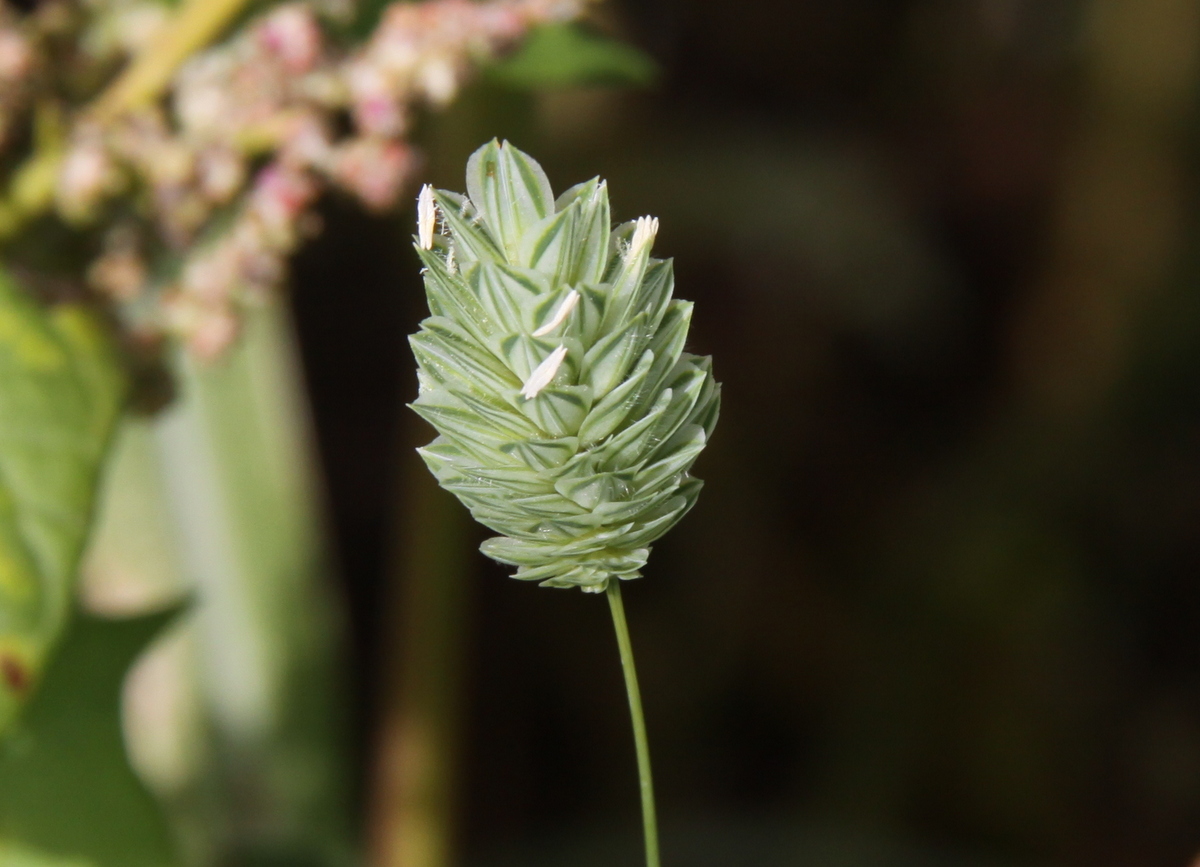 Phalaris canariensis (door Peter Meininger)