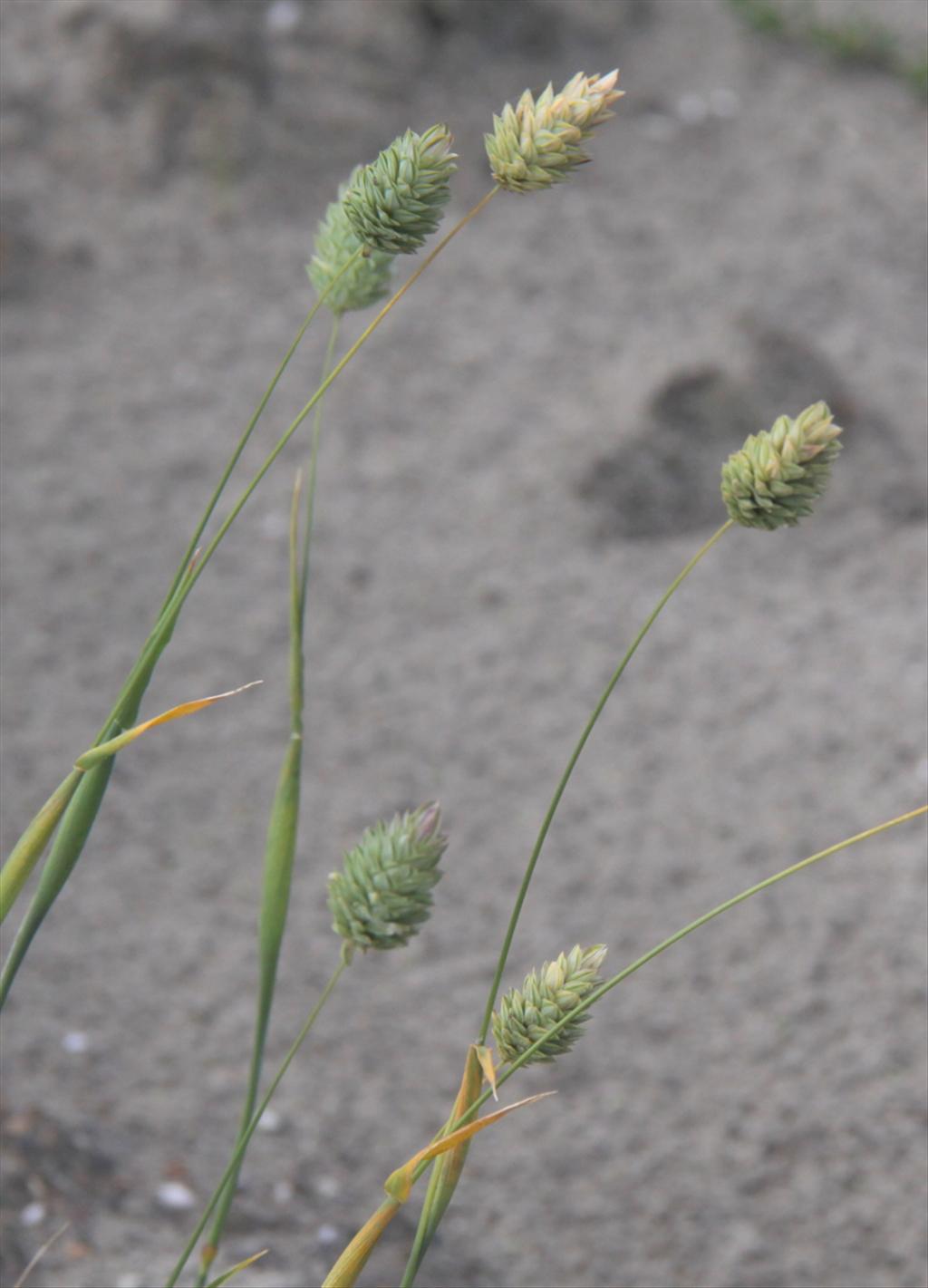 Phalaris canariensis (door Peter Meininger)