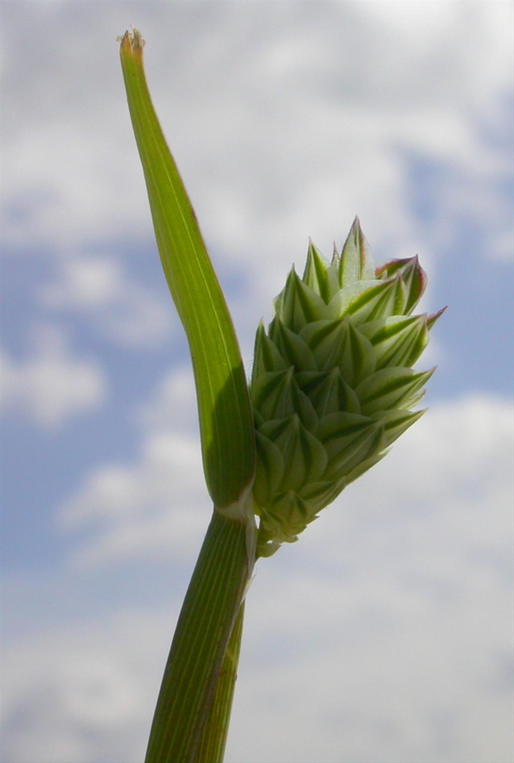 Phalaris canariensis (door Peter Meininger)