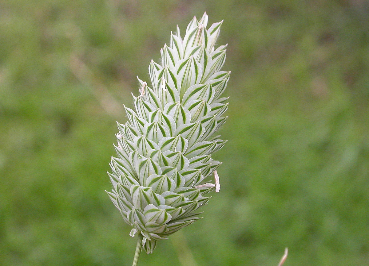 Phalaris canariensis (door Peter Meininger)