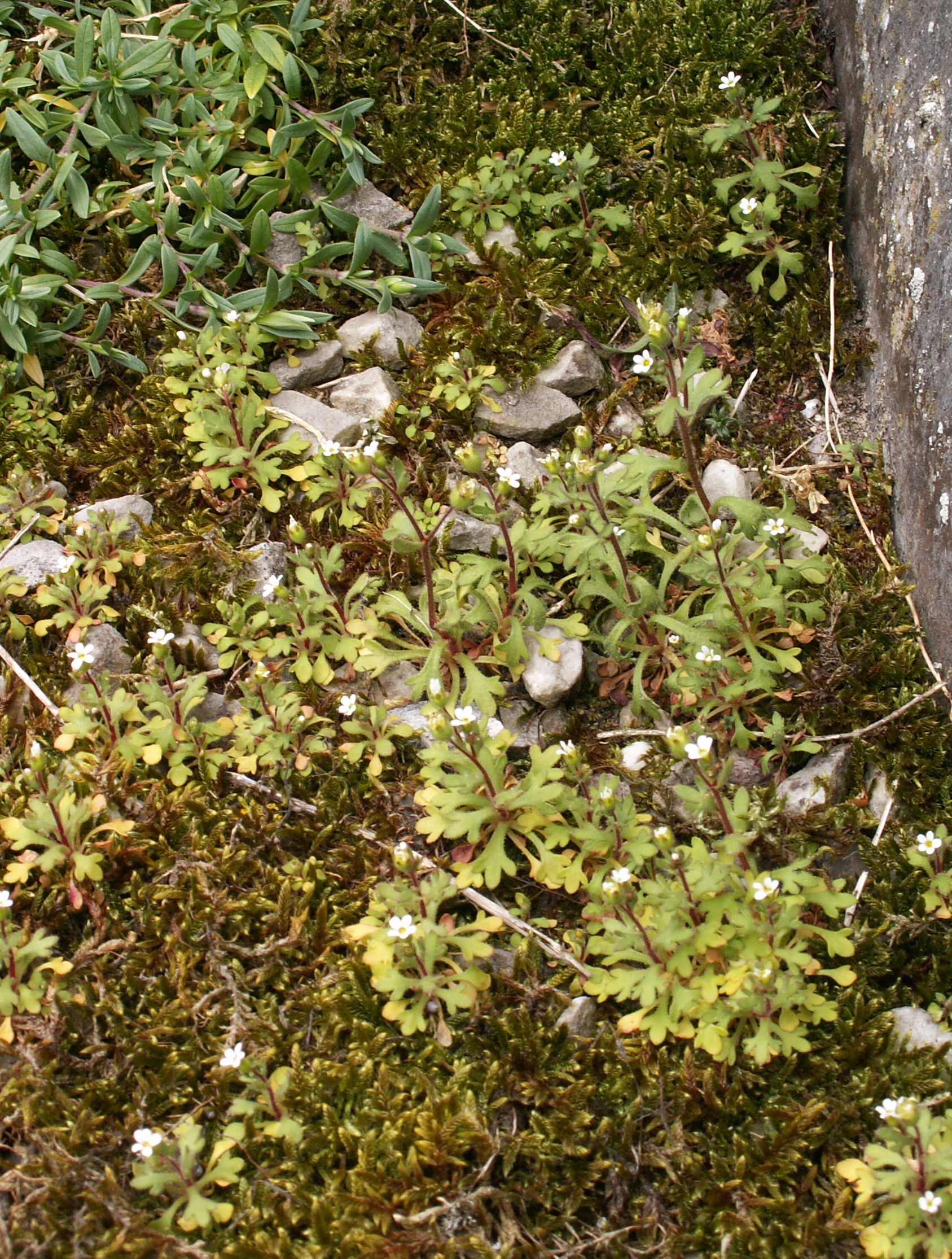 Saxifraga tridactylites (door Han Beeuwkes)