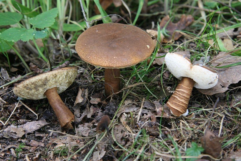 Gyroporus castaneus (door Eef Arnolds)