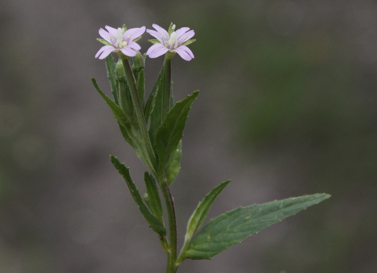 Epilobium obscurum (door Peter Meininger)