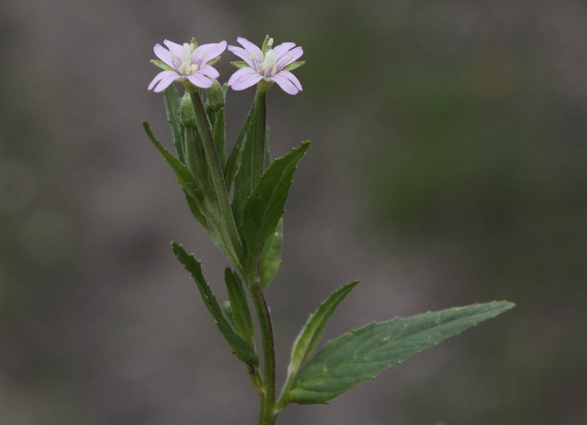 Epilobium tetragonum (door Peter Meininger)