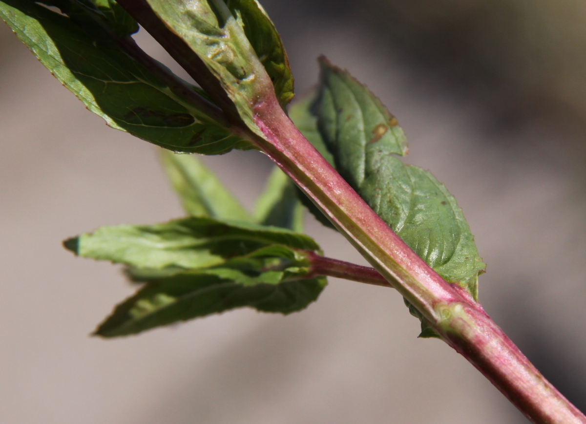 Epilobium tetragonum (door Peter Meininger)