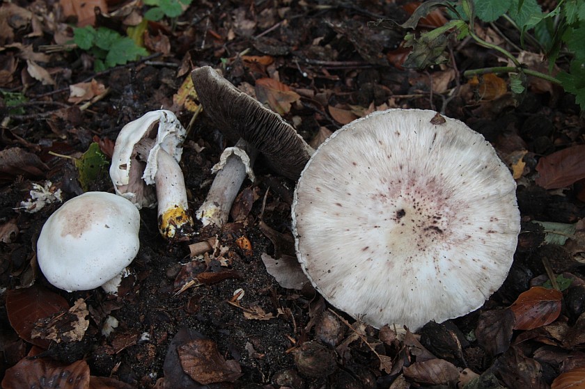 Agaricus xanthoderma (door Aldert Gutter)