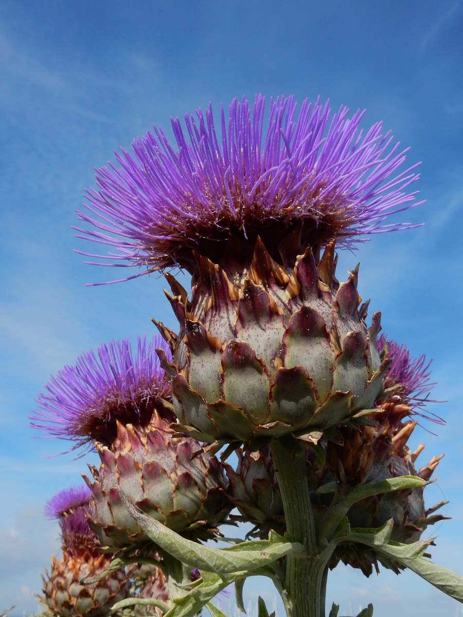 Cynara cardunculus (door Ed Stikvoort | Saxifraga.nl)