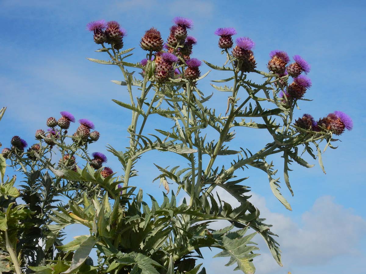 Cynara cardunculus (door Ed Stikvoort | Saxifraga.nl)