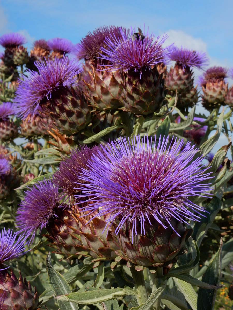 Cynara cardunculus (door Ed Stikvoort | Saxifraga.nl)