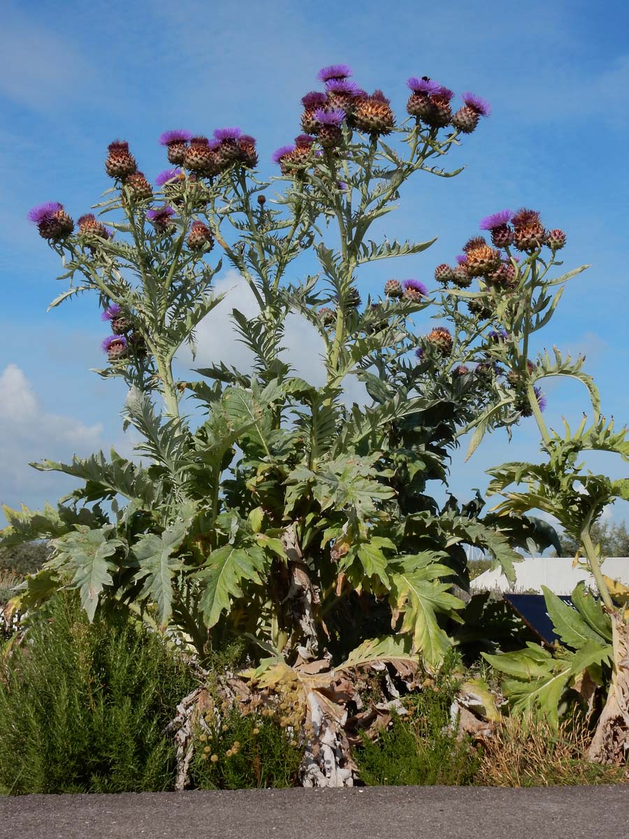 Cynara cardunculus (door Ed Stikvoort | Saxifraga.nl)